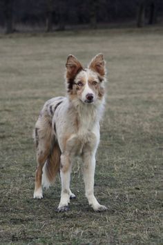 Red Collie Dog, Red Merle Border Collie Puppy, Border Collie Merle, Red Merle Border Collie, Koolie Dog, Merle Border Collie, Red Border Collie, Staffordshire Bull Terriers, Funny Pugs