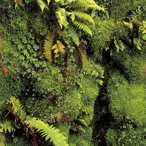 Fern Garden, Moss Walls, Garden Vertical, Wicklow Ireland, Ferns Garden, Moss Wall Art, Moss Garden, Moss Art, Moss Wall