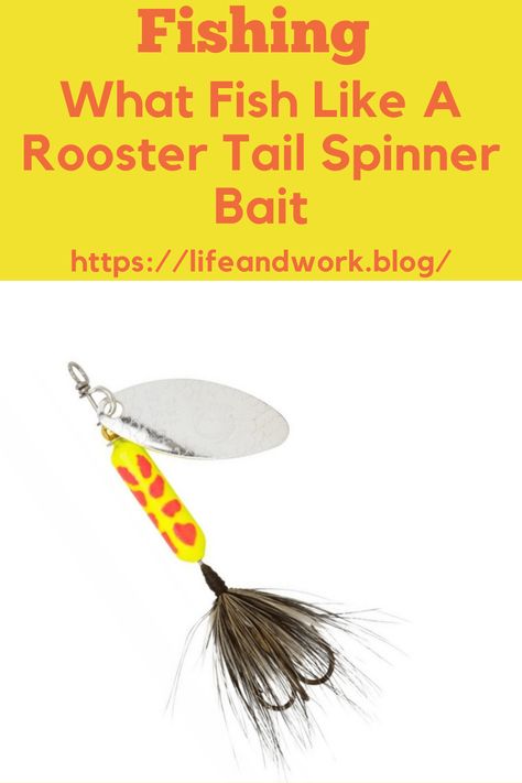 What Fish Like A Rooster Tail Spinner Bait - Bert's Blog Fly Fishing Knots, Trout Fishing Lures, Diy Fishing Lures, How To Fish, Trout Fishing Tips, Rooster Tail, Catfish Fishing, Spinner Bait, Winter Fishing