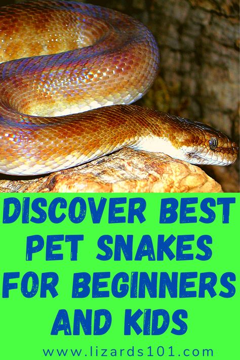 Discover 17 best pet snakes for beginners and kids to own. Find out what makes them good pets and find a list of pet snakes that stay small and are easy to feed. #bestpetsnakes #bestpetsnakesforbeginners #bestpetsnakesforkids #bestpetsnakestoget #bestpetsnaketohave #bestpetsnakesthatstaysmall #bestpetsnakestohave #bestpetsnakestoown #top10petsnakes #toppetsnakes Best Snakes For Pets, Small Pet Snake, Pet Snakes For Beginners, Snakes For Beginners, Snakes For Kids, Dr Pets, Snake House, Snake Cages, Pet Snakes