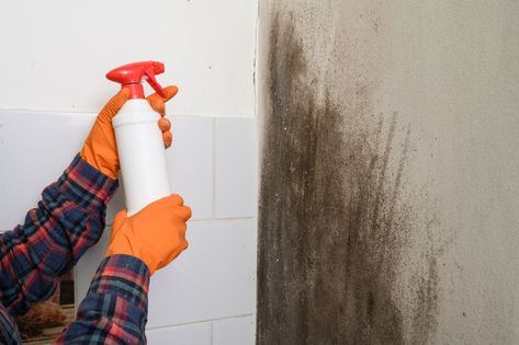 Diy Black Mold Remover, Cleaning Black Mold, Kill Mold, Kill Black Mold, Mold Smell, Get Rid Of Wasps, Remove Black Mold, Kill Bed Bugs, Rid Of Bed Bugs