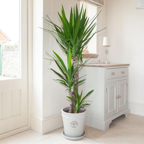 Yucca Plant, Bulbs Indoor, Floor Plants, Bright Rooms, Air Purifying Plants, Air Purifying, Room With Plants, Decorative Pots, Fake Plants