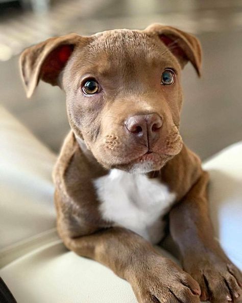 October is Pit Bull Awareness Month, and it’s a great time to share some positive stories of Pit Bull type dogs. Pitbull Puppy, Pitbull Puppies, Cute Dogs And Puppies, Pitbull Dog, Baby Dogs, Cute Little Animals, Beautiful Dogs, 귀여운 동물, Cute Funny Animals