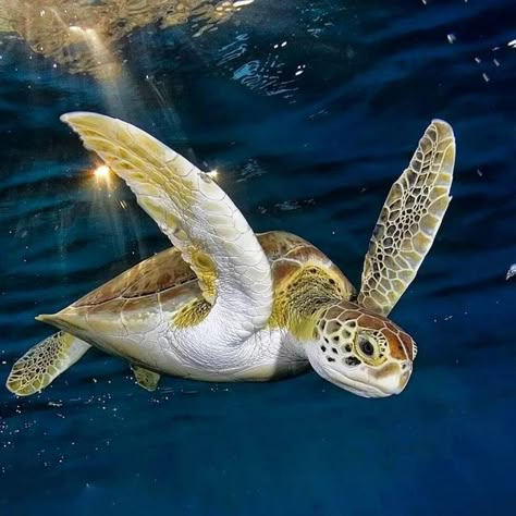 Sea Turtles Photography, Turtle Pictures, Sea Turtle Pictures, World Turtle Day, Baby Sea Turtles, Fauna Marina, Turtle Swimming, Tortoise Turtle, Green Sea Turtle