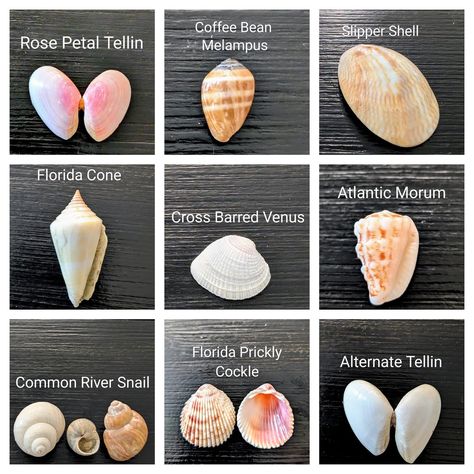 Shell identification by Pauline Weakley Seashell Identification, Ocean Things, Types Of Shells, Chakras Crystals, Shells And Sand, Rocks And Fossils, Shells Beach, Sea Urchins, Ocean Aesthetic