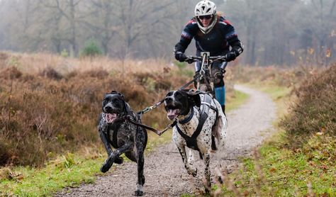 Biking is a great way to get the exercise that you need, but what about your canine companion? You don’t want to leave him at home alone. Have you heard the common misconception that biking isn’t safe for dogs? Biking with dogs can actually be a great way for you both to get the exercise that you need, and with the proper precautions it can be safe and fun. Dog Bike Basket, German Shorthaired Pointer Training, Biking With Dog, Pointer Puppies, Dog Top, Dog Tips, German Shorthaired Pointer, Sporting Dogs, Best Blogs