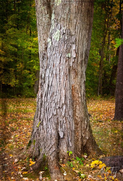 Tree Beground Hd, Background Images Trees, Tree Background For Editing, Tree Background Images, Forest Guardian, Background Tree, Art For Walls, Elf Warrior, Walls Art