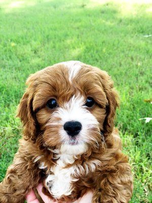 Contests - $100 weekly giveaways and prizes Cavapoo Breeders, Crockett Doodles, Cavapoo Puppy, Cavapoo Puppies For Sale, Doodle Puppies, Puppy Grooming, Cockapoo Puppies, Cavapoo Puppies, Doodle Puppy