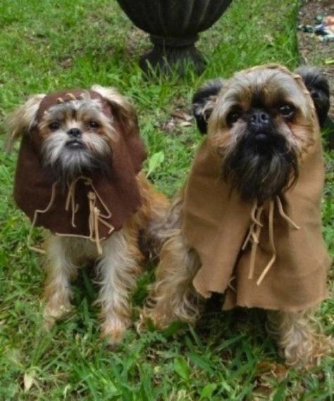 ewok = shih tzu Ewok Dog Costume, Diy Pet Costumes, Ewok Costume, Brussels Griffons, Brussels Griffon, Dog Costumes, Dog Costume, Pet Costumes, Dog Dresses