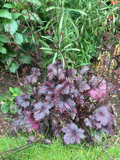 Heuchera ‘Midnight Rose’ Heuchera Midnight Rose, Julie Brown, Midnight Rose, Plants