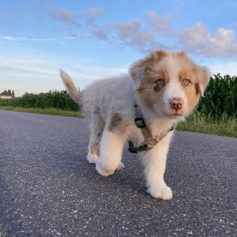 Red Merle Mini Aussie, Mini Aussie Full Grown, Aussie Colors, Mini Aussie Shepherd, Aussie Doodle Puppy, Mini Aussie Puppy, Mini Aussies, Aussie Puppies, Mini Aussie