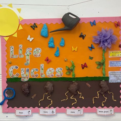 3D life cycle for EYFS Bean Plant, Childcare Activities, Insects Theme, Eyfs Activities, Plant Life Cycle, School Readiness, Display Board, Visual Display, Plant Roots