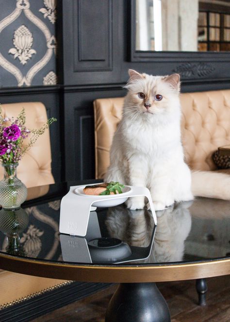 Choupette the cat collaborates with LucyBalu on Swing pet bed Choupette Lagerfeld, Together In Paris, Karl Lagerfeld Choupette, Chat Design, Cat Ladder, Birman Cat, Luxury Cat, Deli Food, Cat Hammock