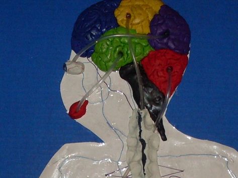 A Working Nervous System Model | Momtactics Nervous System Craft, Nervous System Model, Over Achiever, Occipital Lobe, Google Search Engine, Working Model, Frontal Lobe, Brain Stem, System Model