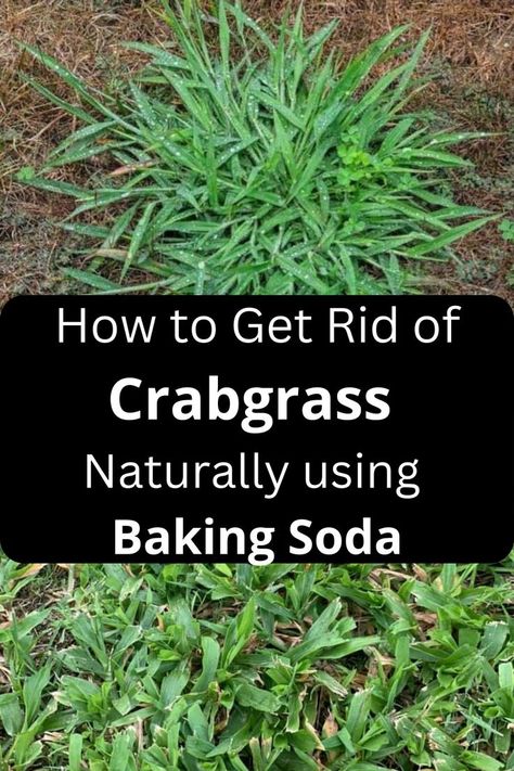 how to kill crabgrass naturally Lawn Care Diy, Kill Weeds Naturally, Killing Weeds, Grass Weeds, Garden Remedies, Weeds In Lawn, Diy Lawn, Lawn Care Tips, Lawn Art