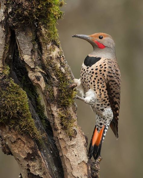 Our most common Woodpecker here in British Columbia: the Northern Flicker. Vancouver Photography, Saw Whet Owl, Watercolor House Painting, Northern Flicker, Bird Identification, Winter Birds, Photography Workshop, Watercolor Projects, Winter Bird