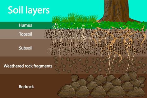 Soil layers. Diagram for layer of soil.. Illustration about bedrock, layer, dirt, education, grass, horizontal, harvest, flat, foreground, organic, layers, natural, earth - 166036340 Earth Texture, Earth Logo, Infographic Design Layout, Grasses Landscaping, Earth And Space Science, Plant Diseases, Soil Layers, Top Soil, Cross Section