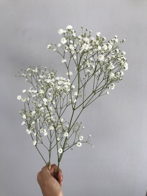 #flowers #babysbreath #aesthetic #neutralaesthetic #summer #creamaesthetic Small Flowers Aesthetic, Baby's Breath Aesthetic, Baby Breath Tattoo, Breath Tattoo, Hoco 2023, Babies Breath, Cream Aesthetic, Flower Inspiration, Baby's Breath