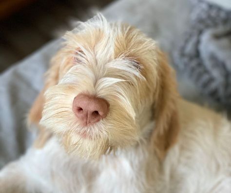 Spinone Italiano Dogs, Italian Spinone, Spinone Italiano, Italian Dogs, Popular Dog Breeds, Most Popular Dog Breeds, Hunting Dog, Puppy Food, Popular Dog