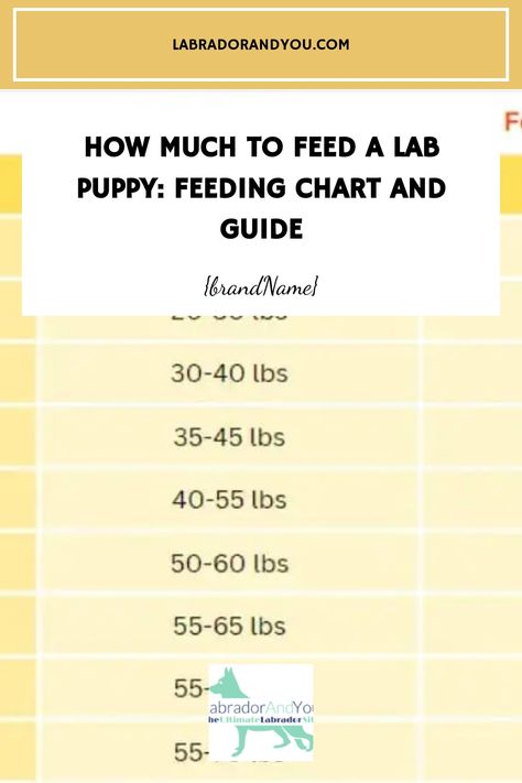 Looking for a feeding guide for your Labrador puppy? Learn how much to feed a lab puppy and use our labrador feeding chart for nutrition. Puppy Chart, Puppy Feeding Chart, Puppy Feeding Schedule, Puppy Feeding, Pound Puppies, Lab Puppy, Soft Food, Labrador Retriever Puppies, Human Food