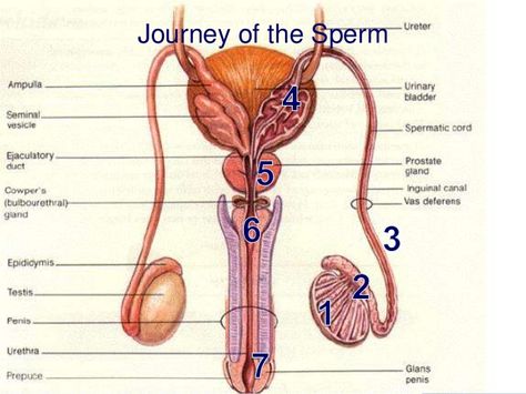 Male sexual anatomy, physiology and behaviour Prostate Gland, Baby Maker, Basic Anatomy And Physiology, Anatomy Physiology, Man Anatomy, Female Reproductive System, Medical Studies, Reproductive System, Anatomy And Physiology