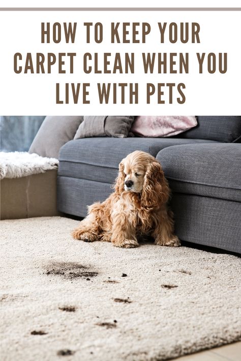 Unleash the secrets of pristine carpets with our guide on conquering pet mess! #CleanLiving #PetFriendlySpaces Rug Cleaning Diy, Remove Carpet Stains, Remove Carpet, Diy Stain Remover, Carpet And Upholstery Cleaner, Carpet Stain, Stain Remover Carpet, Diy Carpet Cleaner, Diy Cleaning Solution