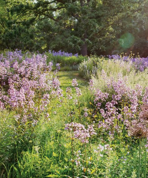 Tapestry Lawn, Wildflowers Garden, Natural Gardening, Naturalistic Garden, Fairy Garden Ideas, Wild Flower Meadow, Meadow Garden, Garden Venue, Gravel Garden