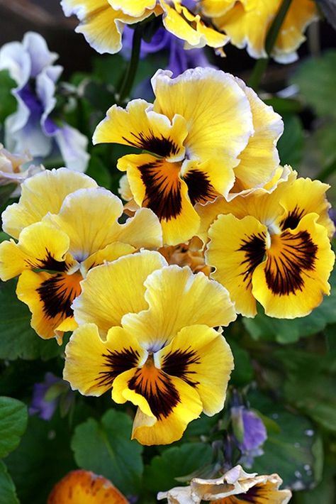 Very Beautiful Flowers, Flower Painting Canvas, Garden Help, Pansies Flowers, Wildflower Garden, Violet Flower, Planting Bulbs, Flower Beauty, Flower Images