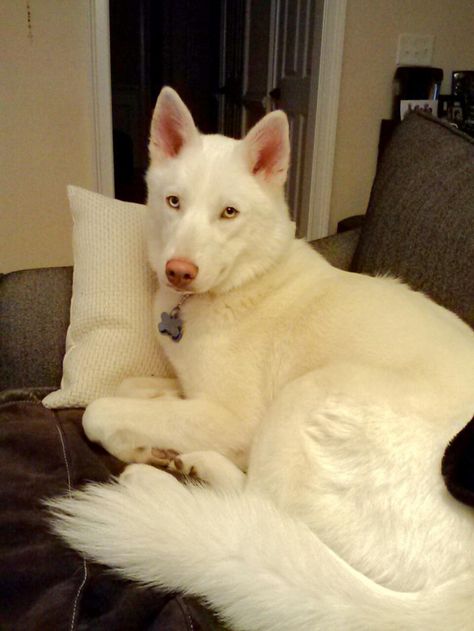 White has long been a color to represent innocence, and our boy Seiko, a beautiful 50-pound Husky, is no exception to that saying.This young, unique boy with bi-colored eyes is shy, but sweet.  He was found abandoned in a warehouse where he was tied... All White Husky, German Shepherd Husky Mix, White Siberian Husky, White Husky, Husky Mix, Angels Among Us, Cute Little Puppies, Pet Rescue, Pretty Dogs