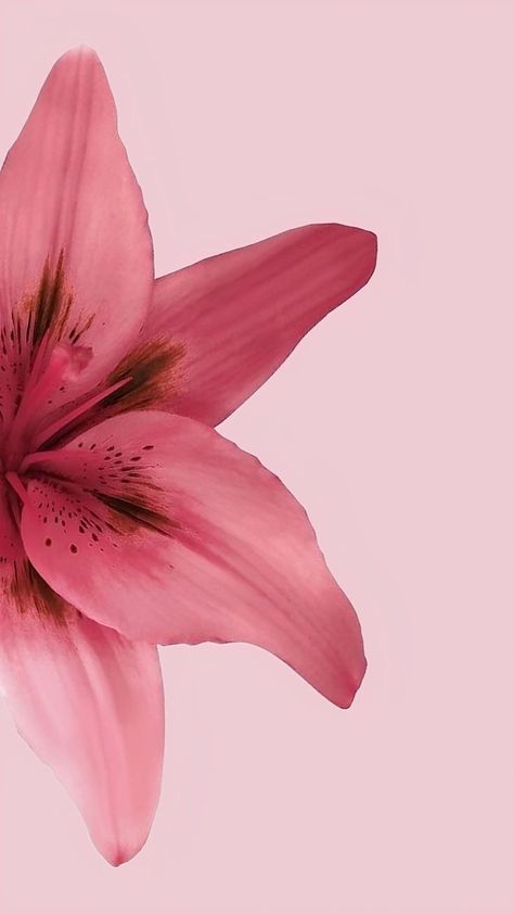 Lockscreen Flower, Tulip Flower Pictures, Flower Lockscreen, Inspo Wallpaper, Zestaw Ikon, Look Wallpaper, Cocoppa Wallpaper, Iphone Wallpaper Photos, Iphone Wallpaper Themes