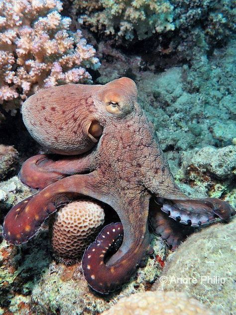 Squid And Octopus, Octopus Photography Underwater, Octopus Reference, Octopus Underwater, Octopus Photography, Octopus Facts, Octopus Photos, Octopus Animal, Octopus Pictures