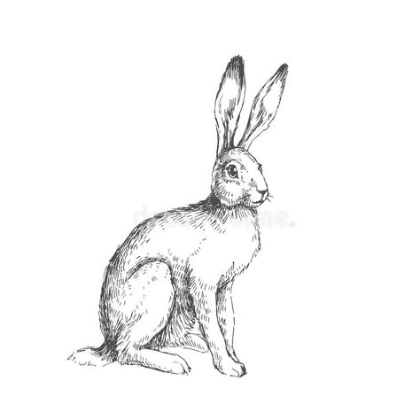 Vintage Hare Illustration, Hare Line Drawing, Rabbit Vintage Illustration, Rabbit Design Illustration, Scientific Illustration Animals, Hare Sketch, Hare Tattoo, White Rabbit Art, Hare Drawing