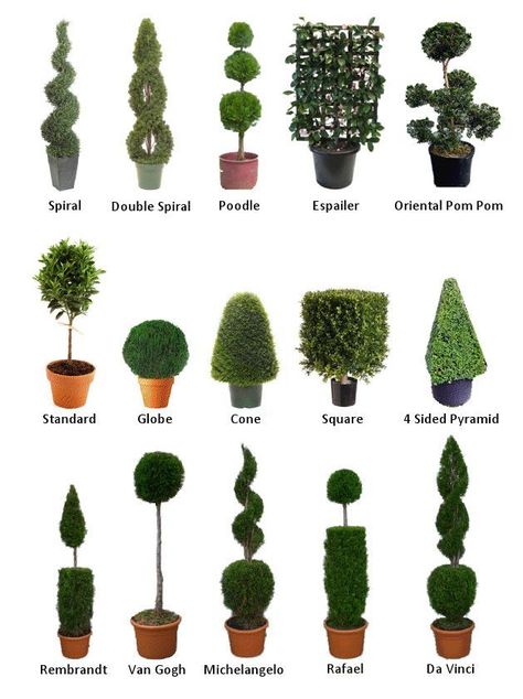 European Garden, Topiary Garden, Boxwood Topiary, Topiary Trees, Garden Types, Luxury Garden, Italian Garden, Formal Gardens, Small Gardens