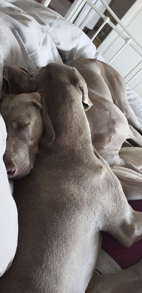 Weimaraner Aesthetic, Weimaraner Puppy, Weimaraner Puppies, Catherine Bell, Weimaraner Dogs, Dream Dog, Weimaraner, Love Bugs, Nap Time