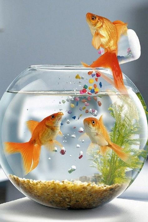 magic sprinkle fish Samsung Galaxy S4 Wallpapers, Goldfish Wallpaper, Live Fish Wallpaper, Aquarium Shop, Goldfish Bowl, Fish Wallpaper, Live Fish, Samsung Galaxy Wallpaper, Aquarium Decorations