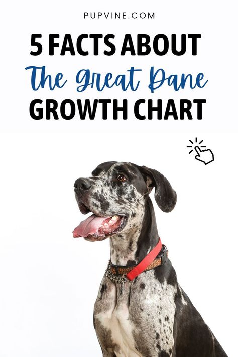 The Great Dane is a massive dog that is known for its large size. This Great Dane growth chart shows how big this dog gets. Great Dane Feeding Chart, Great Dane Growth Chart, Great Dane Crate, Massive Dog, Massive Dogs, Puppy Development, Large Silicone Molds, The Great Dane, Great Dane Puppy