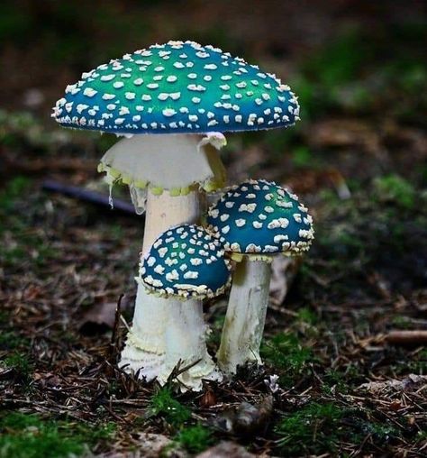 Beautiful Fungi, Mushroom Ideas, Mushroom Collection, Beautiful Mushrooms, Mushroom Core, Mushroom Images, Mushroom Plant, Mushroom Pictures, Amanita Muscaria