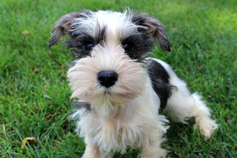 Mini Schnauzer Puppies For Sale Near Me, Parti Schnauzer, Black Mini Schnauzer, Miniature Schnauzer Black, White Miniature Schnauzer, Toy Schnauzer, Schnauzer Mix, Mini Schnauzer Puppies, Schnauzer Puppies