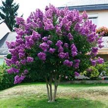 Catawba Crape Myrtle, Crepe Myrtle Trees, Myrtle Tree, Lilac Tree, Crape Myrtle, Low Maintenance Landscaping, Garden Shrubs, Have Inspiration, Garden Trees