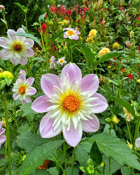 Teesebrooke Audrey Dahlia. Isn’t she sweet? It was the first dahlia to bloom this year and is still going strong. The blooms are dainty and last a while in a vase. I usually lean into dinnerplate dahlias, but this was a great addition to my cut flower garden this year. 🌸 #dahlia #dahlias #dahliaseason #dahlialove #bricksnblooms #fallflowers #fallgarden #cutflowergarden #cutflowergardening #cuttinggarden #cuttinggardenlove #pinkflowers Cut Flower Garden, Autumn Garden, Fall Flowers, Cut Flowers, Dahlia, Flower Garden, Pink Flowers, This Year, The First