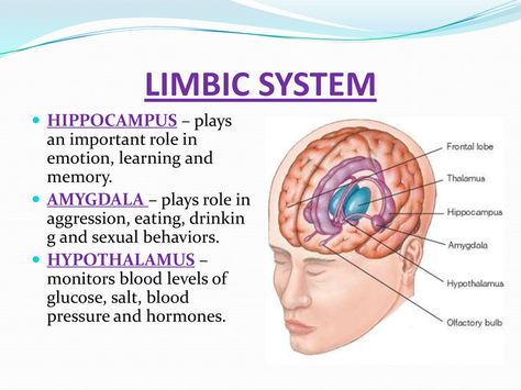 Brain Anatomy And Function, Medical Study, Anatomy Medical, Psychology Notes, Psychology Studies, Brain Facts, Limbic System, Brain Anatomy, Medical School Studying