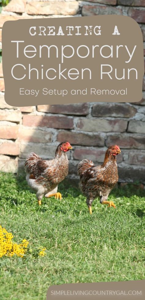 Metabolism Booster Smoothie, Chicken Flock, Baby Chicks Raising, Chicken Boxes, Chicken Waterer, Chicken Coop Run, Chicken Run, Laying Hens, Diy Chicken