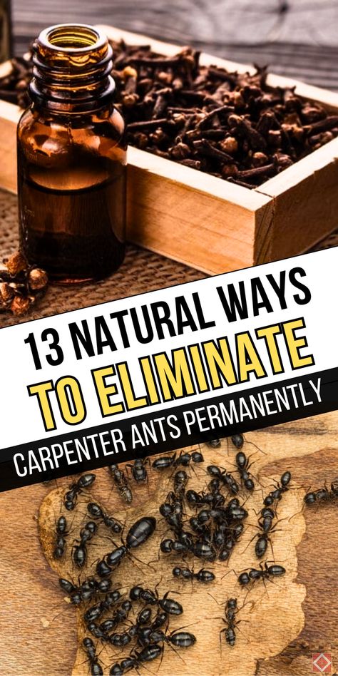 Tired of ants taking over? These 13 natural ways to eliminate carpenter ants use safe ingredients you likely have at home. From vinegar sprays to coffee grounds, these simple remedies keep ants at bay for good. Save this pin to get rid of carpenter ants without harsh chemicals! Natural Ant Killer, Get Rid Of Carpenter Ants, Kill Carpenter Ants, Ant Trail, Ants Activities, Carpenter Ants, Ant Infestation, Ant Colony, Carpenter Ant