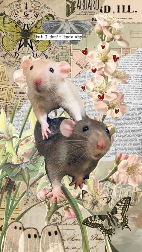 #love #cute #mice #collage #aesthetic Cute Rat Aesthetic, Cute Mice, Aesthetic Shuffles, Funny Rats, Artsy Background, Love Collage, Cute Rats, Spiritual Artwork, Funny Phone Wallpaper