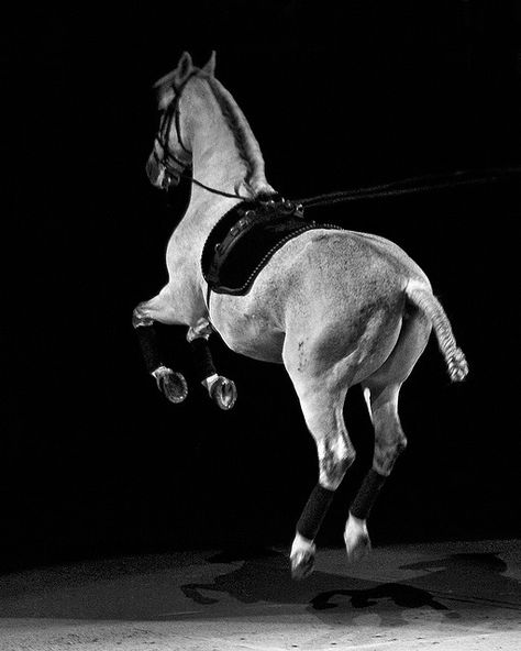 Courbette in black and white | Horse Black And White, Working Equitation, Equine Veterinary, Jumping Horse, Show Jumping Horses, Horse Black, Equine Portraits, Western Tattoos, Equine Photographer