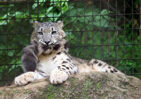 Snow leopards biting their tails: a caturday study in fluffy large cat behavior - Album on Imgur Tattoo Nature, Animals Tattoo, Nature Wallpapers, Pretty Animals, Cat Behavior, Silly Animals, Cute Wild Animals, Large Cats, Big Cat