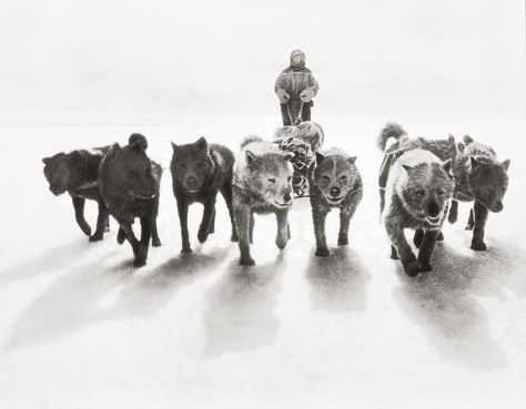 To Hell (And Back) | New Zealand Geographic Sea Elephant, Mountains Of Madness, Heroic Age, Photos Rares, Dog Sledding, Hobart, World Trade Center, Rare Photos, Tasmania