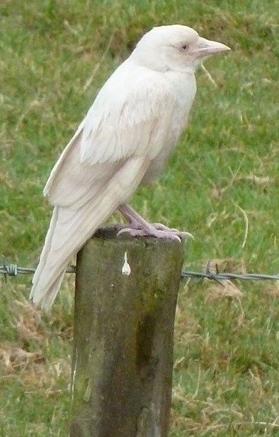 Albino Crow Albino Crow, Sisters Black, Rare Albino Animals, White Raven, White Crow, Albino Animals, Jackdaw, Brothers Sisters, Kinds Of Birds