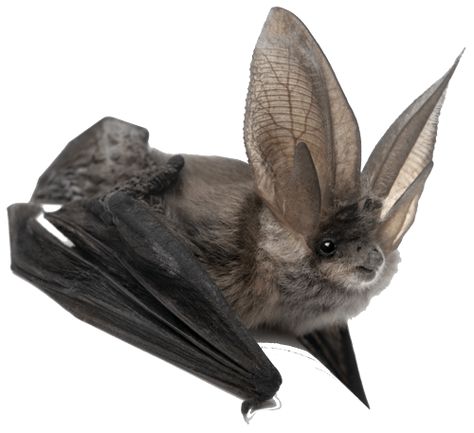 Bat Facts and Information Long Eared Bat, Bat Anatomy, Bumblebee Bat, Bat Facts, Bat Photos, Animal Study, Cute Bat, Fashion Collage, Animal Planet