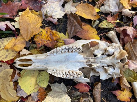 #deer #bones #skull #mushrooms #forest #fairy #indie #woods #aesthetic #witch #witchcraft #fairycore #ideas #outdoor #photography #garden #nature Bones In Forest, Bone Hunting, Skull Mushrooms, Deer Bones, Woods Aesthetic, Mushrooms Forest, Wet Specimen, Animal Skeletons, Vulture Culture